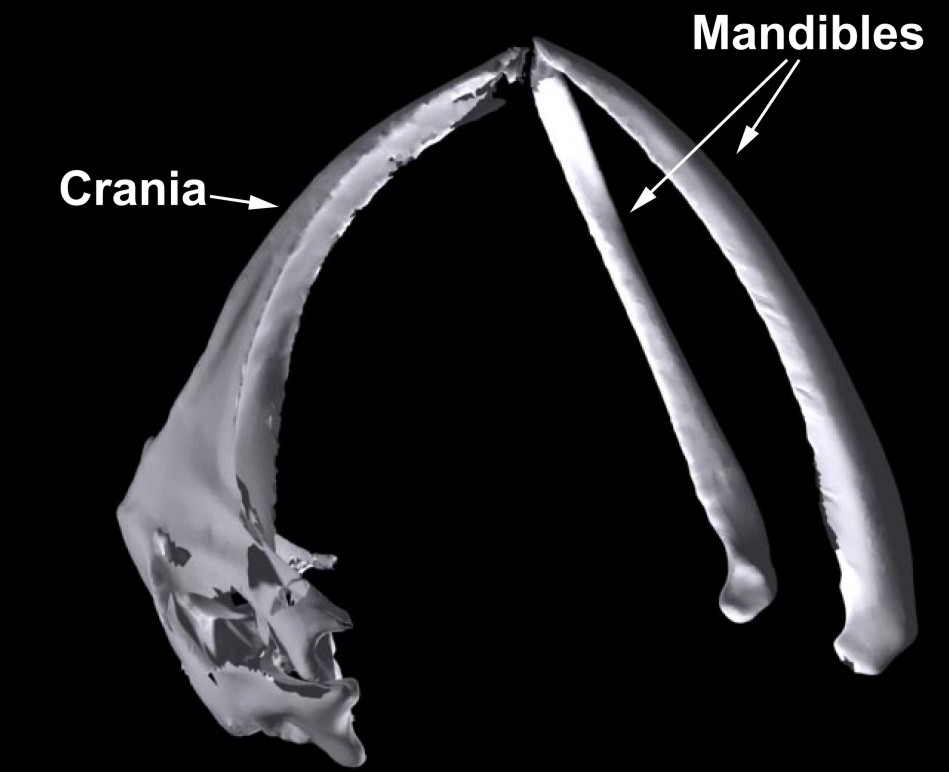 The whale crania with the proximal ends of each mandible pulled out from the base of the skull